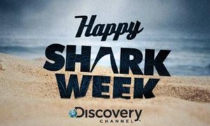 Shark Week is Here - Gansbaai Weekly Inspiration