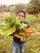 Harvesting Greens From Our Garden