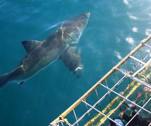 Discover White Shark Projects