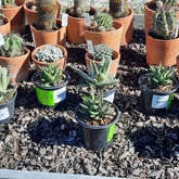 Riverland Garden Centre - Xplorio™ Stanford