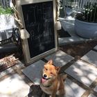 Dog - The Lady Grace - Xplorio™ Greyton Dog - The Lady Grace - Xplorio™ Greyton