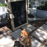 Dog - The Lady Grace - Xplorio™ Greyton