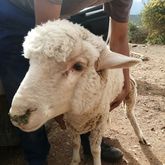 Lamb - Greyton Farm Animal Sanctuary - Xplorio™ Greyton