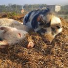 Pigs - Greyton Farm Animal Sanctuary - Xplorio™ Greyton Pigs - Greyton Farm Animal Sanctuary - Xplorio™ Greyton