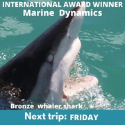 Next Marine Dynamics Shark Cage Diving Trip: 3 June 2022