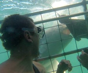 Next Marine Dynamics Shark Cage Diving Trip: 4 June 2022