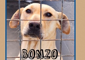 Bonzo is ready to be adopted!