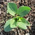 Fresh Veggies - Organic Bunch - Xplorio™ Gansbaai Fresh Veggies - Organic Bunch - Xplorio™ Gansbaai