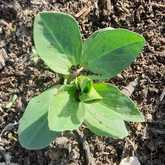 Fresh Veggies - Organic Bunch - Xplorio™ Gansbaai 