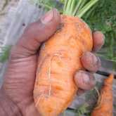 Fresh Veggies - Organic Bunch - Xplorio™ Gansbaai 