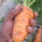Fresh Veggies - Organic Bunch - Xplorio™ Gansbaai Fresh Veggies - Organic Bunch - Xplorio™ Gansbaai