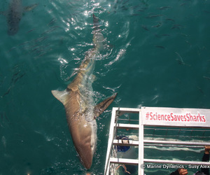 Daily Blog: 07 June 2022 | Shark Cage Diving in South Africa