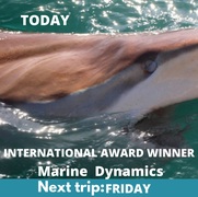 Next Dyer Island Marine Big 5 Tour: 10 June 2022