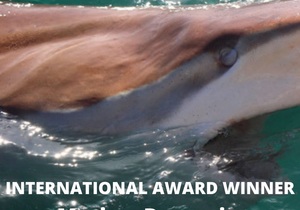 Next Dyer Island Marine Big 5 Tour: 10 June 2022