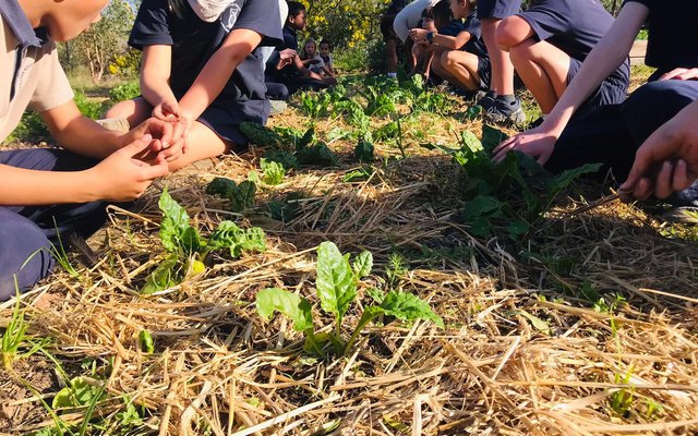 Spinach - RAW - Xplorio™ Greyton