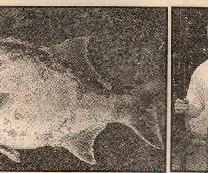 Toeka Se Koerantberigte