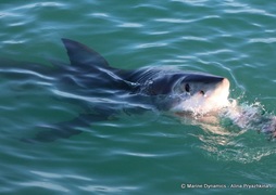 Daily Blog: 16 June 2022 | Shark Cage Diving in South Africa