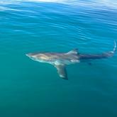 Great White Shark - White Shark Projects - Xplorio™ Gansbaai
