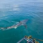Great White Shark - White Shark Projects - Xplorio™ Gansbaai Great White Shark - White Shark Projects - Xplorio™ Gansbaai