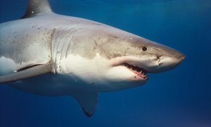 15 Things More Dangerous Than Sharks - Gansbaai Daily Blog