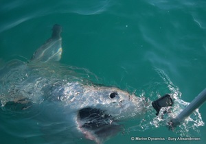 Daily Blog: 22 June 2022 | Shark Cage Diving in South Africa