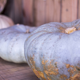 Pumpkins - RAW - Xplorio™ Greyton