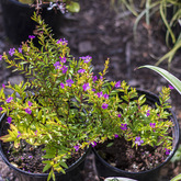 Potted Plants - Gansbaai Market / Gansbaai Mark - Xplorio™ Gansbaai 