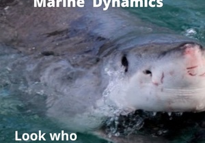 Next Marine Dynamics Shark Cage Diving Trip: 24 June 2022