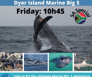 Next Dyer Island Marine Big 5 Tour: 24 June 2022
