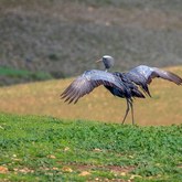 Bird - Annalize Mouton Photography - Xplorio™ Stanford