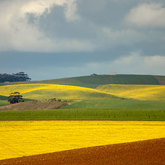 Canola Field - Annalize Mouton Photography - Xplorio™ Stanford