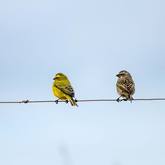 Birdlife - Annalize Mouton Photography - Xplorio™ Stanford