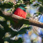 Bird - Riaan Jacobs Photography - Xplorio™ Gansbaai Bird - Riaan Jacobs Photography - Xplorio™ Gansbaai