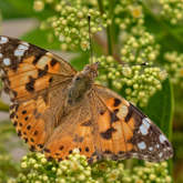 Butterfly - Riaan Jacobs Photography - Xplorio™ Gansbaai