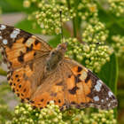 Butterfly - Riaan Jacobs Photography - Xplorio™ Gansbaai Butterfly - Riaan Jacobs Photography - Xplorio™ Gansbaai