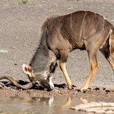 Mineral Lick - Riaan Jacobs Photography - Xplorio™ Gansbaai