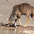 Mineral Lick - Riaan Jacobs Photography - Xplorio™ Gansbaai Mineral Lick - Riaan Jacobs Photography - Xplorio™ Gansbaai