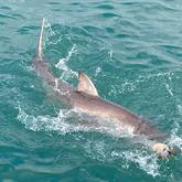 The Great White Sharks Are Back! - White Shark Projects - Xplorio™ Gansbaai