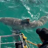 The Great White Sharks Are Back! - White Shark Projects - Xplorio™ Gansbaai