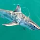 The Great White Sharks Are Back! - White Shark Projects - Xplorio™ Gansbaai