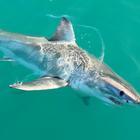 The Great White Sharks Are Back! - White Shark Projects - Xplorio™ Gansbaai The Great White Sharks Are Back! - White Shark Projects - Xplorio™ Gansbaai