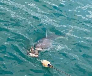EXCITING NEWS: The Great White Sharks are back in Gansbaai!