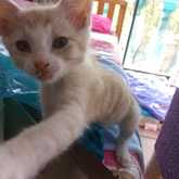 Kitten - Caledon Dieresorg - Xplorio™ Caledon