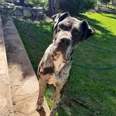 Great Dane - Caledon Dieresorg - Xplorio™ Caledon