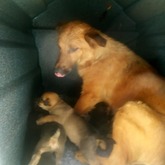 Moomy and puppies - Caledon Dieresorg - Xplorio™ Caledon