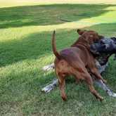 Playing dogs - Caledon Dieresorg - Xplorio™ Caledon