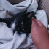 black kitten - Caledon Dieresorg - Xplorio™ Caledon