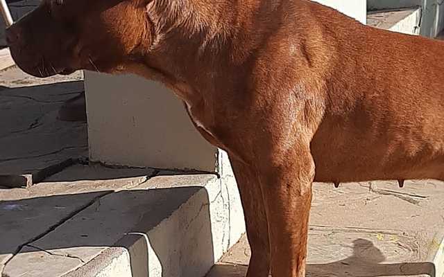 Steffie - Caledon Dieresorg - Xplorio™ Caledon