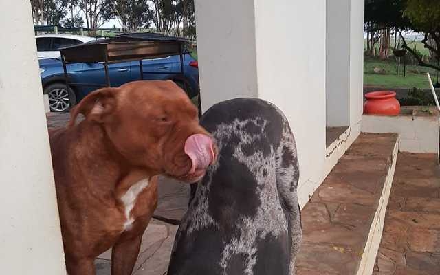 Dog pair - Caledon Dieresorg - Xplorio™ Caledon