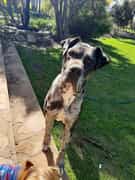 Op Soek Na 'n Nuwe Forever Home